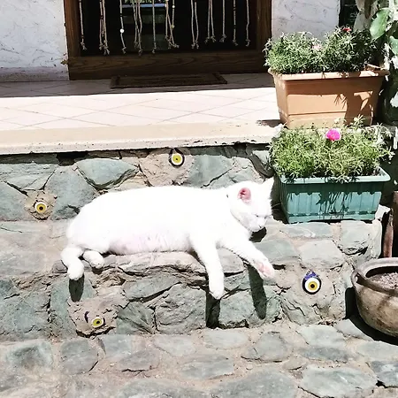 Rif - Adult Only 3* Sapanca