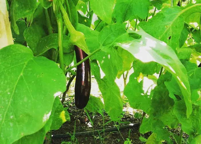 Rif - Adult Only Hotel Sapanca