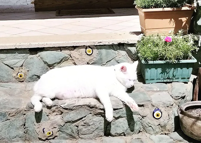 Rif - Adult Only 3* Sapanca